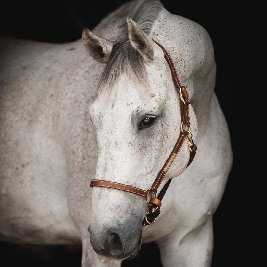 Kantar skórzany Track Supreme Brązowy