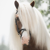 Nachrapnik Islandic Braid Supreme Czarny Nachrapnik Islandic Braid Supreme Czarny