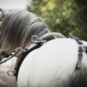 Pas do lonżowania Shetland/Pony Czarny Pas do lonżowania Shetland/Pony Czarny