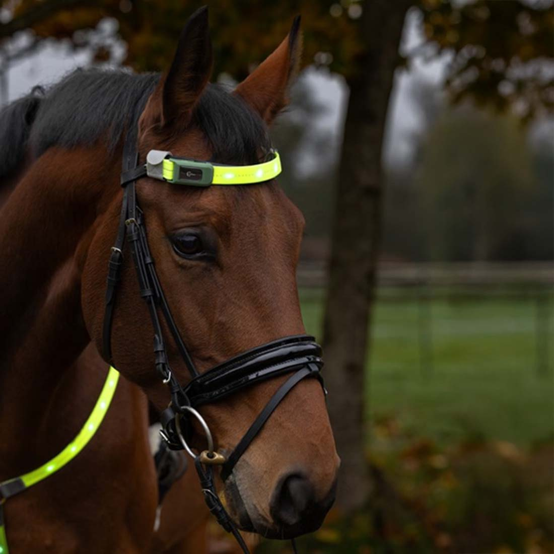Naczółek High-Visibility LED Żółty