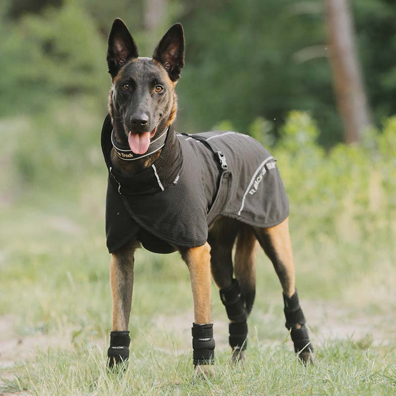 Derka siatkowa dla psa Bay Low Tail Czarna