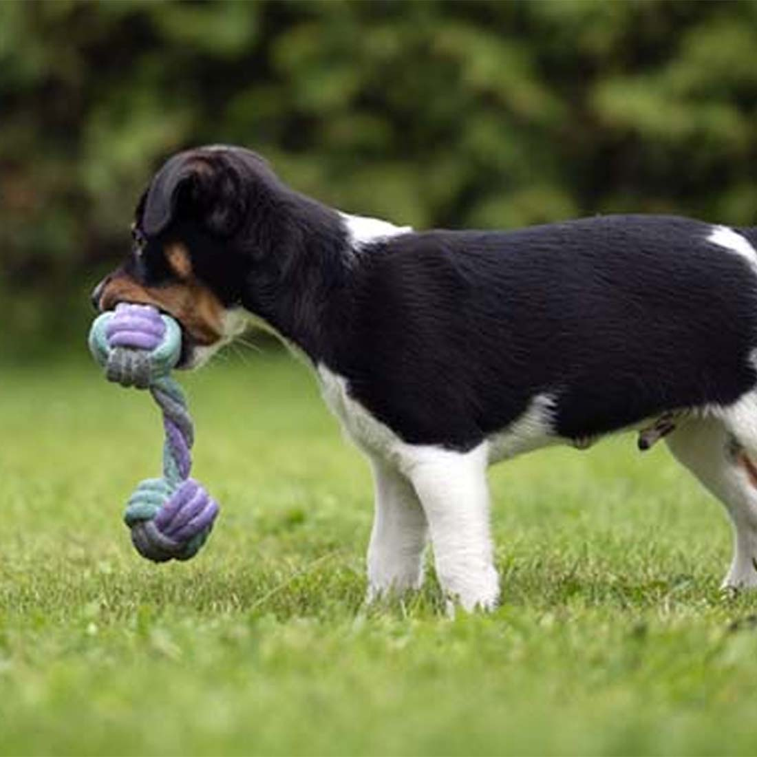 Zabawka dla psa Junior Sznurkowy Aport Szaro/Turkusowo/Fioletowa