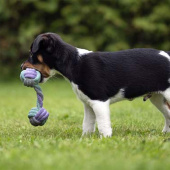 Zabawka dla psa Junior Sznurkowy Aport Szaro/Turkusowo/Fioletowa Zabawka dla psa Junior Sznurkowy Aport Szaro/Turkusowo/Fioletowa