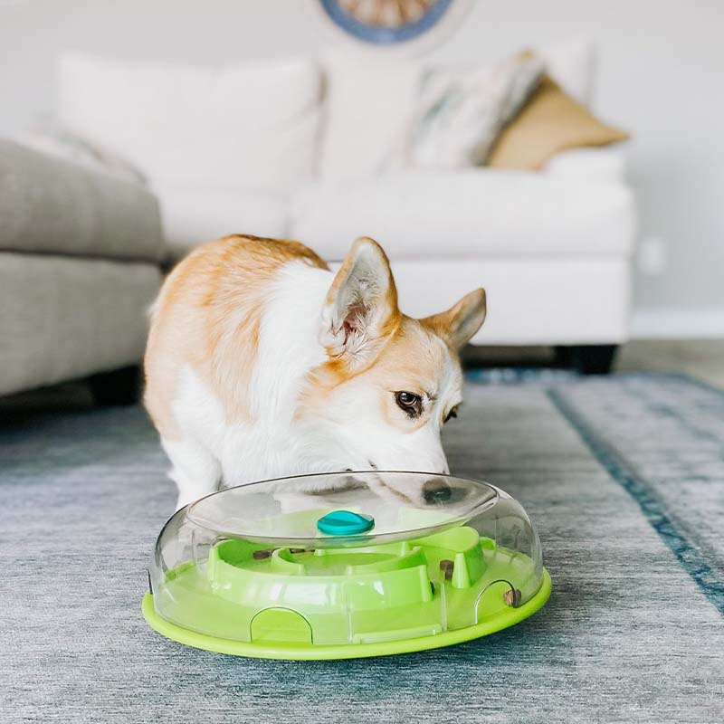 Zabawka aktywizująca dla psa Wobble Bowl Poziom 1 Turkusowo/Zielona