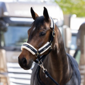 Kantar Fauxfur Double Pin Czarny Kantar Fauxfur Double Pin Czarny