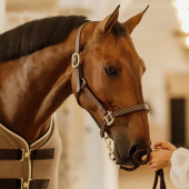 Kantar skórzany Artificial Wellington Brązowy Kantar skórzany Artificial Wellington Brązowy