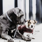 Obroża Loop Szara Obroża Loop Szara