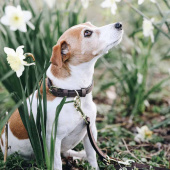 Obroża Velvet Leather Brązowa Obroża Velvet Leather Brązowa