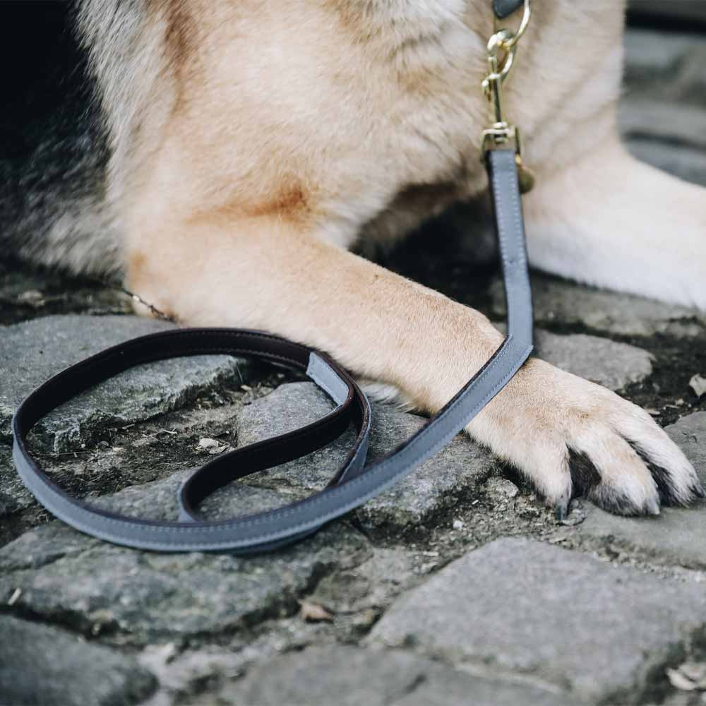 Uwiąz pętlowy szary