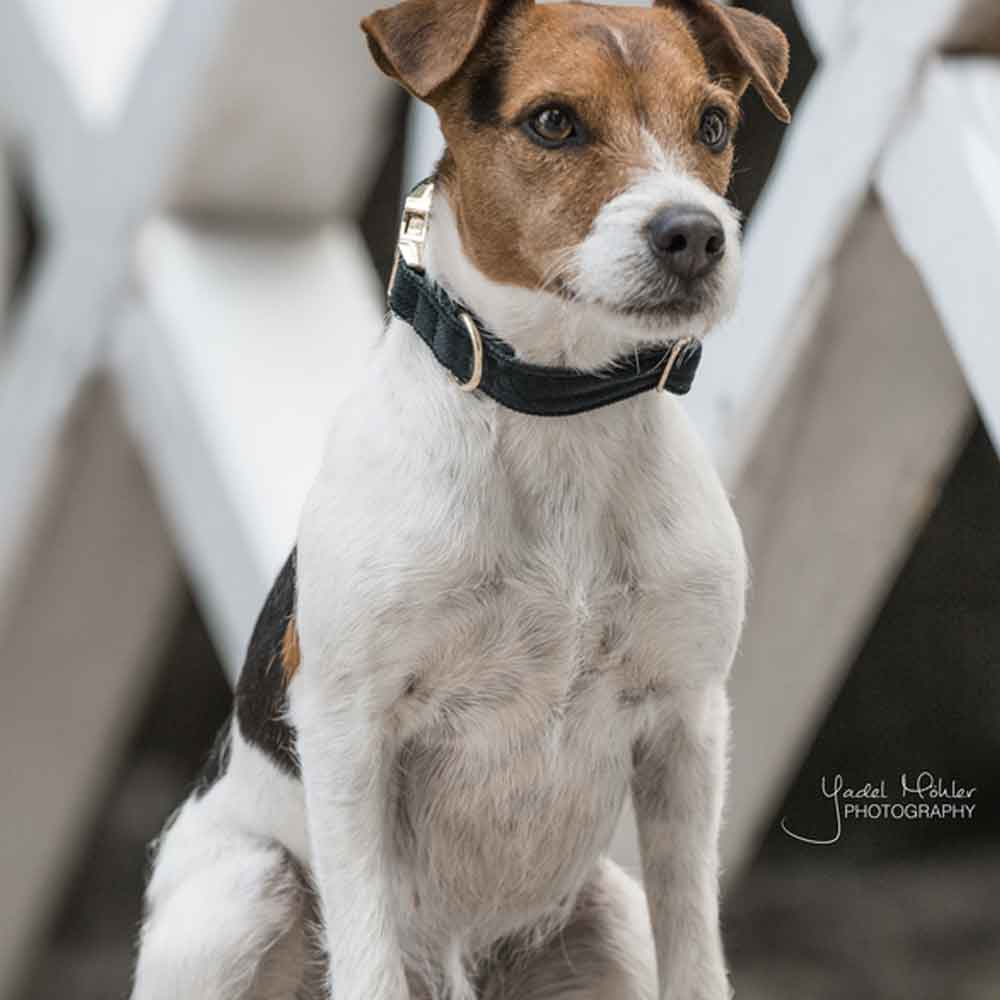 Obroża Corduroy zielona