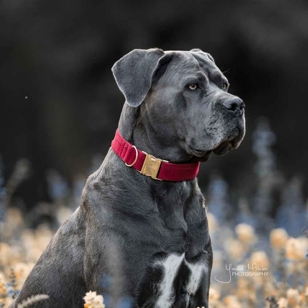 Obroża Corduroy czerwona