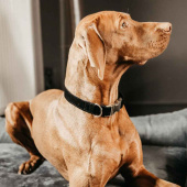 Obroża Corduroy czarna Obroża Corduroy czarna