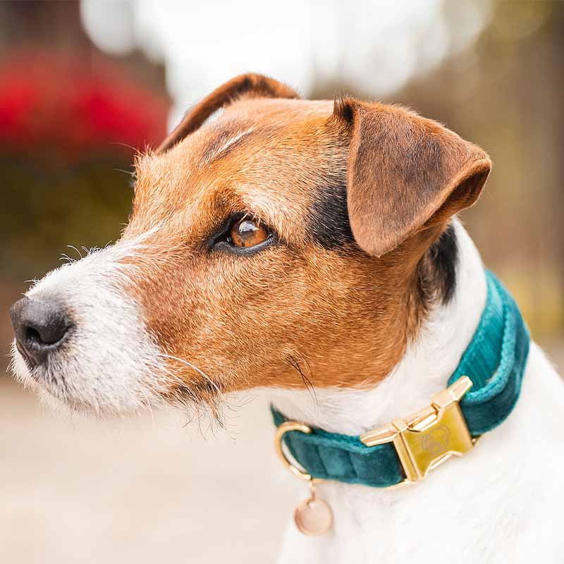 Obroża Velvet Szmaragdowa zieleń