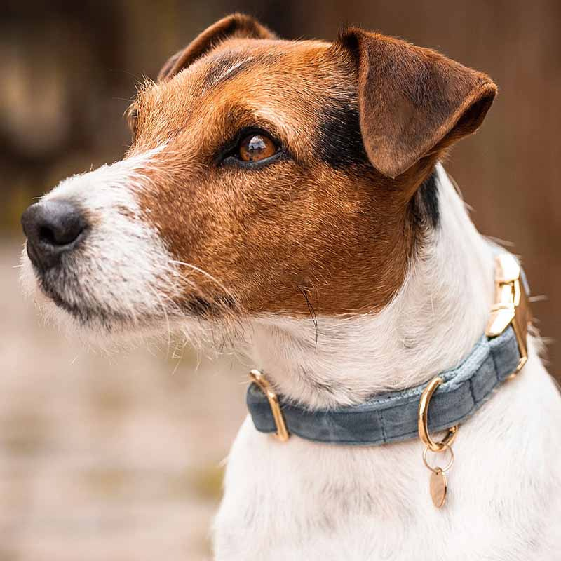 Obroża Velvet Błękit