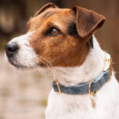 Obroża Velvet Błękit Obroża Velvet Błękit