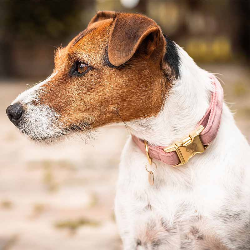 Obroża Velvet Stary róż