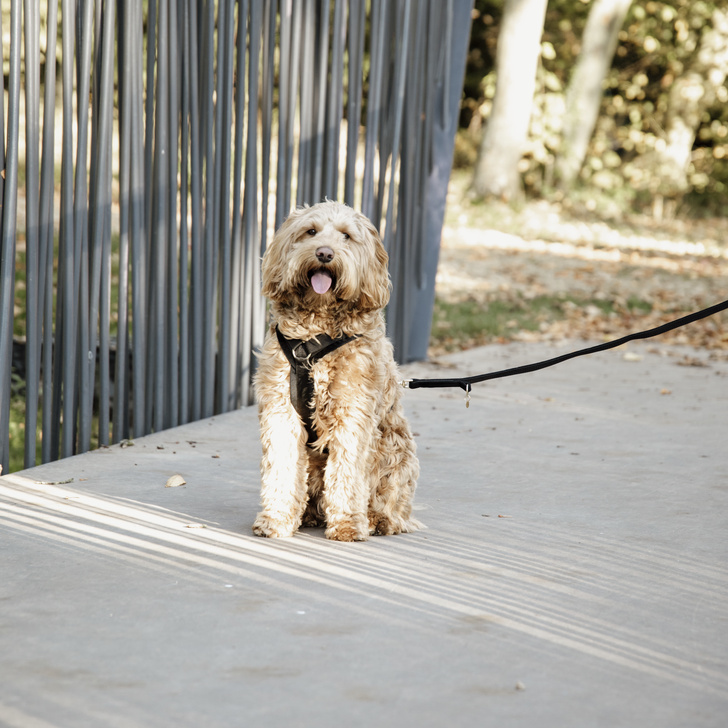 Szelki dla psa Active Velvet Czarne