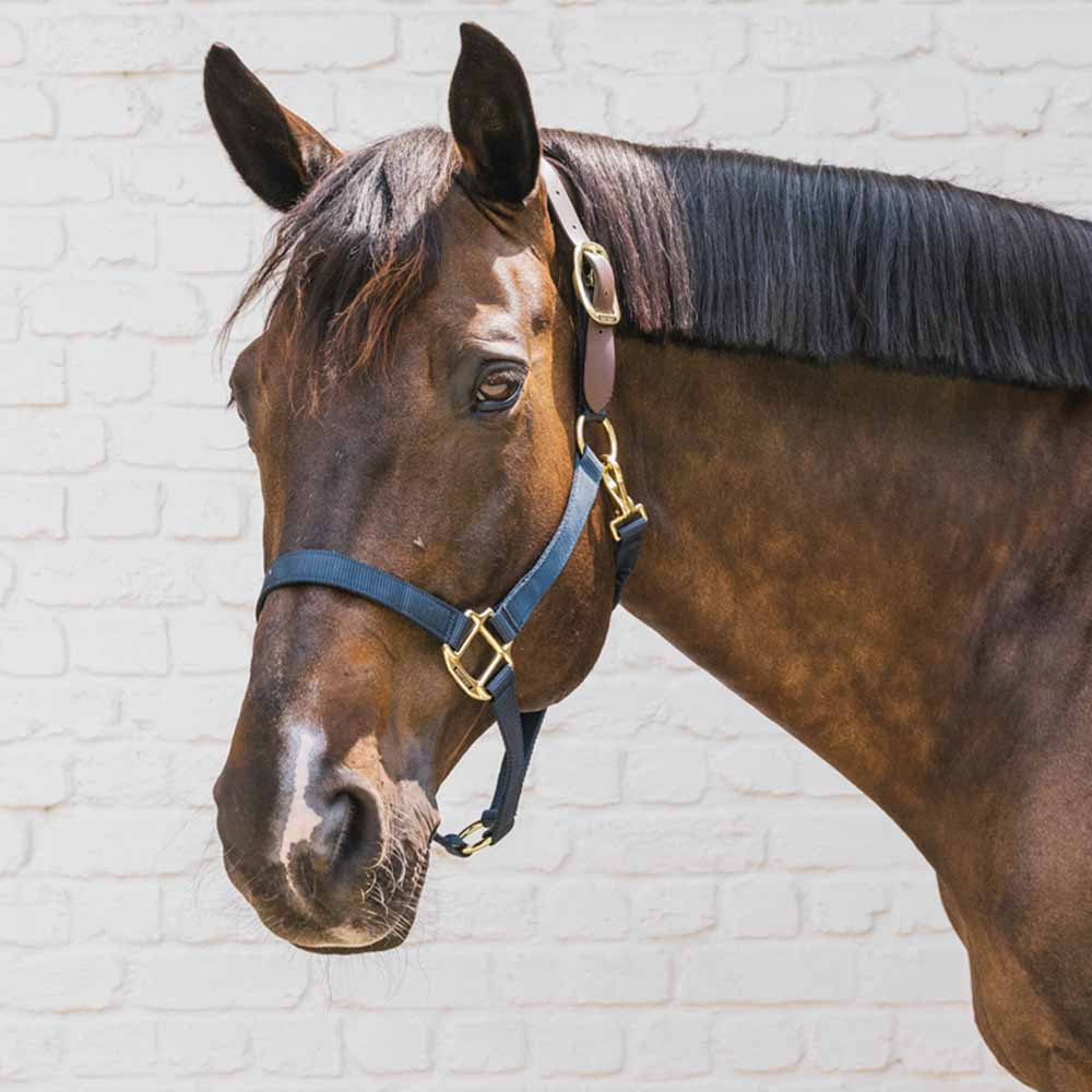 Kantar Breakaway Granatowy