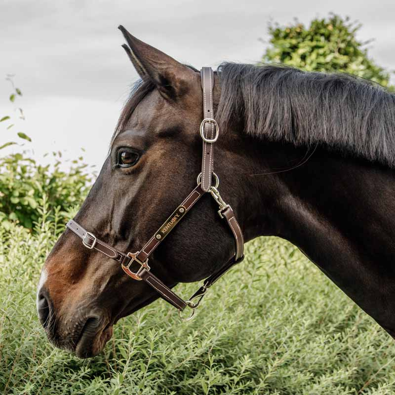 Kantar skórzany Artificial Anatomic Flexible Brązowy