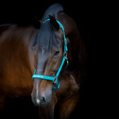 Kantar Malva HG Turkusowy Kantar Malva HG Turkusowy