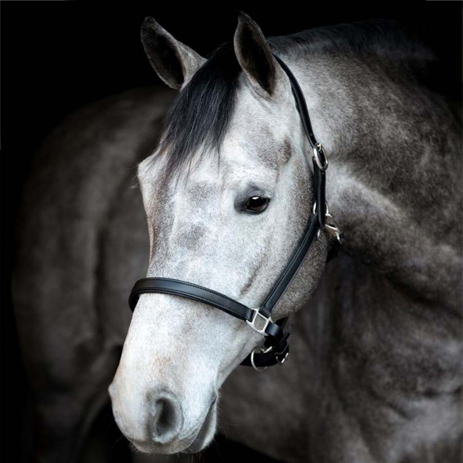 Kantar skórzany Sabine HG Czarny