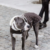 Derka dla psa Original Brązowa Derka dla psa Original Brązowa