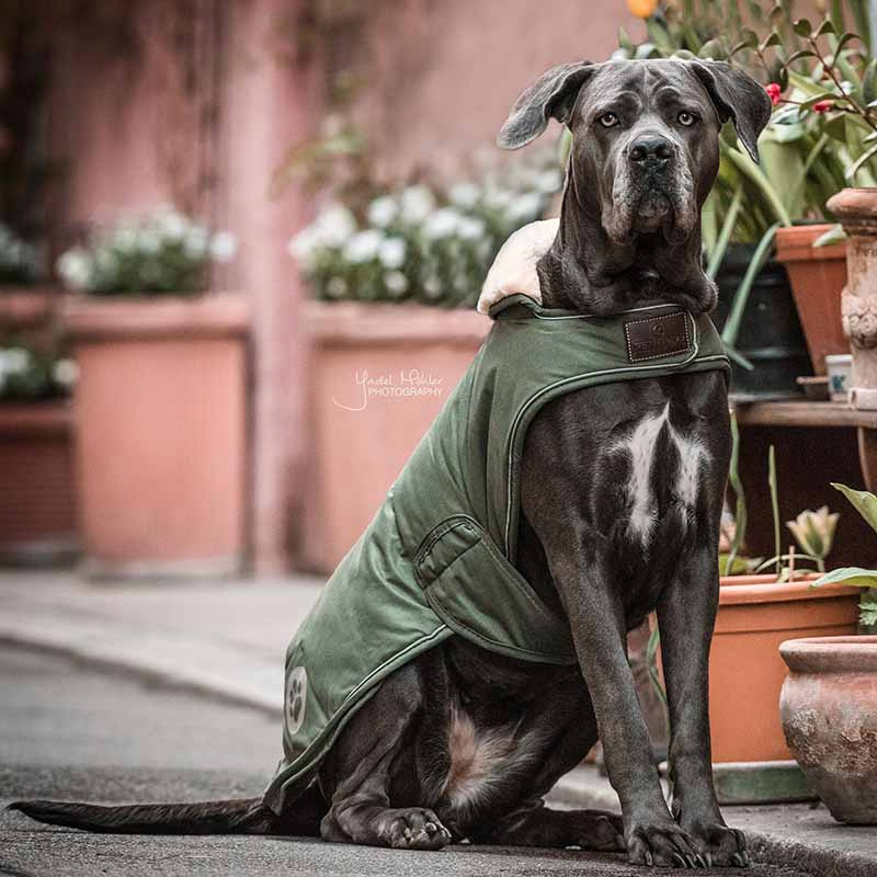 Derka dla psa Waterproof 300g Oliwkowa zieleń