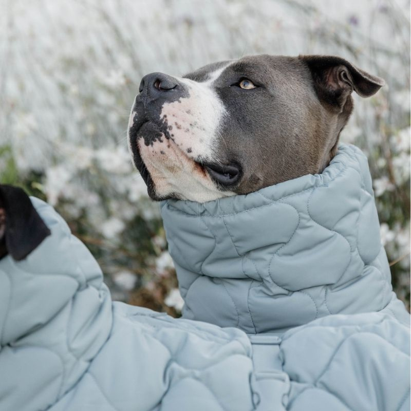 Derka dla psa Winter Pina 160g Niebieska