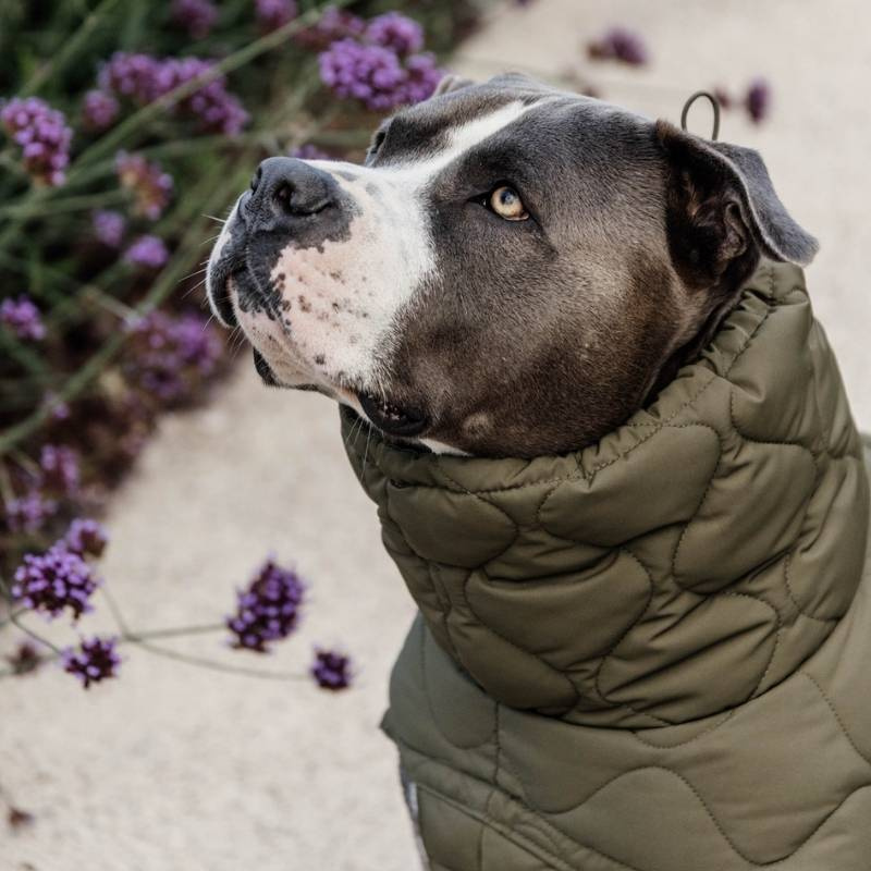 Derka dla psa Winter Pina 160g Zielona