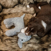 Zabawka dla psa Słoń Elsa Zabawka dla psa Słoń Elsa