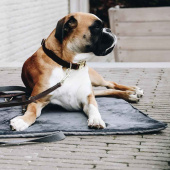 Legowisko dla psaTravel In Style Szare Legowisko dla psaTravel In Style Szare