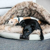 Legowisko dla psa Igloo Beżowe Legowisko dla psa Igloo Beżowe