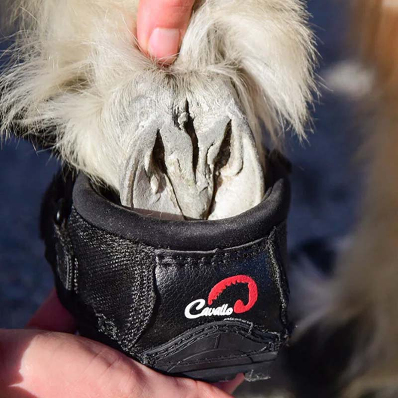 Buty dla konia CLB 2 szt. Slim Czarne