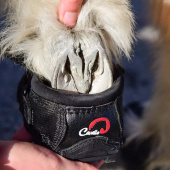 Buty dla konia CLB 2 szt. Regular Czarne Buty dla konia CLB 2 szt. Regular Czarne