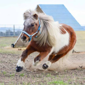 Buty dla konia CLB 2 szt. Regular Czarne Buty dla konia CLB 2 szt. Regular Czarne