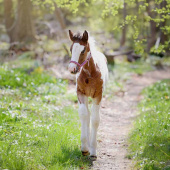 Kantar dla źrebiąt HS Bez podszewki Różowy