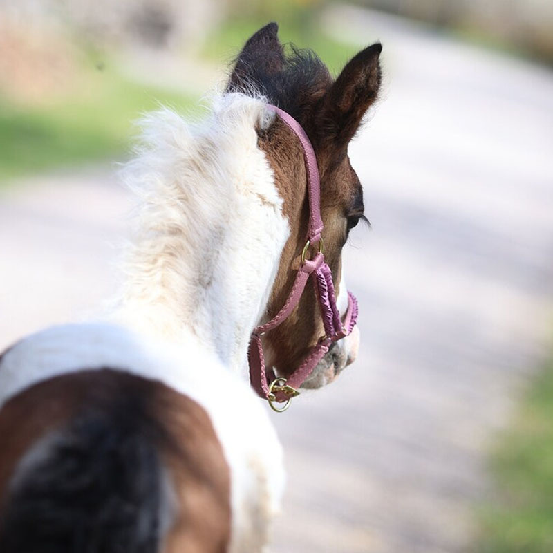 Kantar dla źrebiąt HS Bez podszewki Różowy