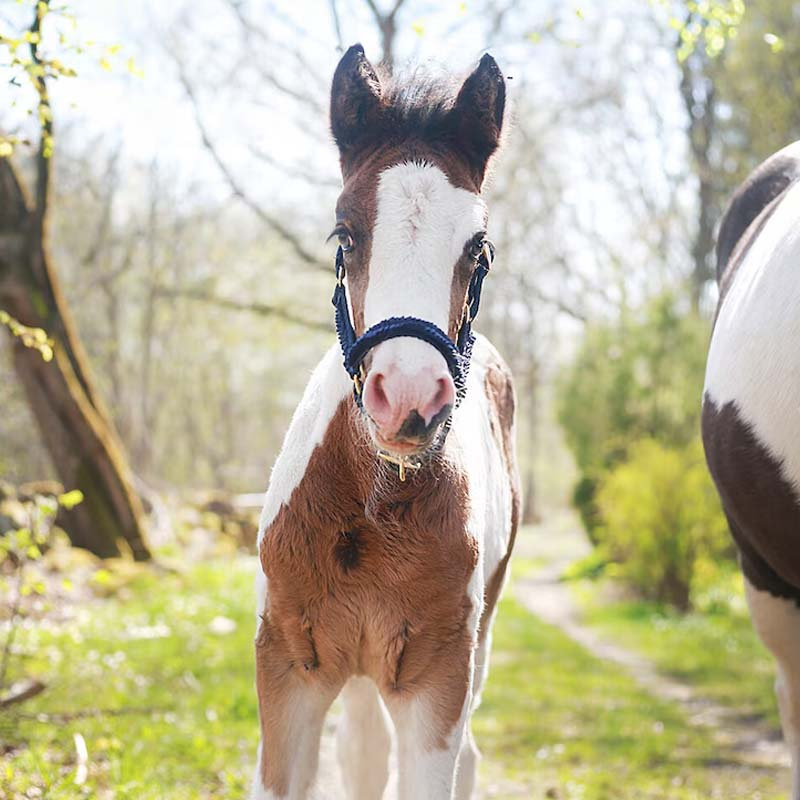 Kantar dla źrebiąt HS Bez podszewki Niebieski