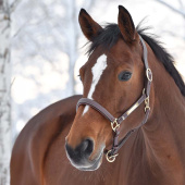 Kantar skórzany E-Logo Brązowy/Mosiężne okucia Kantar skórzany E-Logo Brązowy/Mosiężne okucia