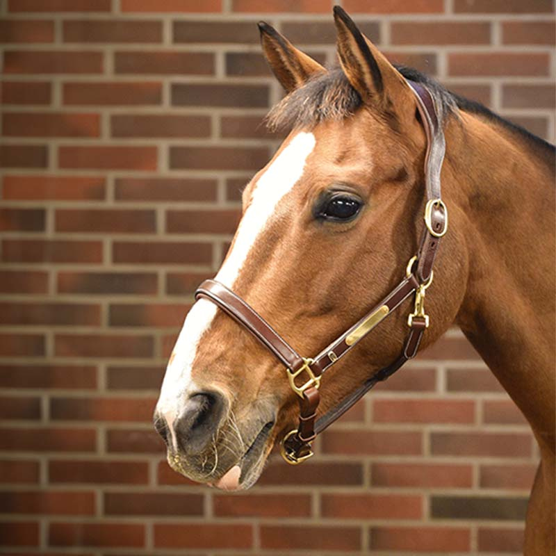 Kantar skórzany E-Logo Brązowy/Mosiężne okucia