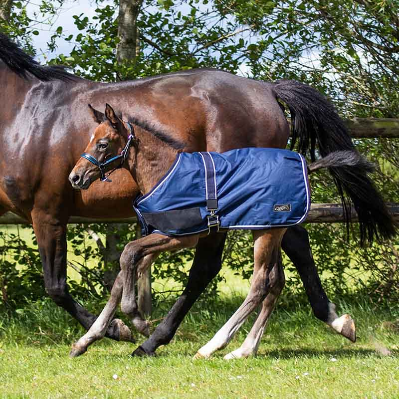 Derka dla źrebiąt 600D 100g Granatowa