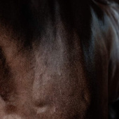 Nabłyszczacz sierści Super Shine Gloss Gel Almond 250ml Nabłyszczacz sierści Super Shine Gloss Gel Almond 250ml