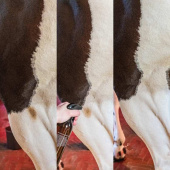 Suchy szampon Green Spot & Dust Remover Almond 500ml Suchy szampon Green Spot & Dust Remover Almond 500ml