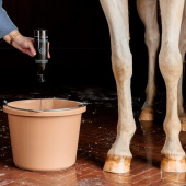 Szampon dla siwych koni Almond Gloss Purple Shampoo 500ml Szampon dla siwych koni Almond Gloss Purple Shampoo 500ml