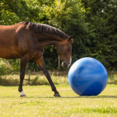 Piłka nożna dla konia Niebieska Piłka nożna dla konia Niebieska