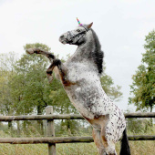 Róg Jednorożca Rainbow Róg Jednorożca Rainbow