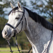 Ogłowie bezwędzidłowe Sunna Czarne Ogłowie bezwędzidłowe Sunna Czarne