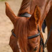 Ogłowie Hackamore Sensitive X-Line Czarne Ogłowie Hackamore Sensitive X-Line Czarne