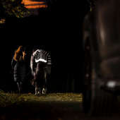 Derka padokowa Amigo FieldSafe Reflectech Plus 1200D 100g Czarna Derka padokowa Amigo FieldSafe Reflectech Plus 1200D 100g Czarna