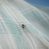 Derka przeciw owadom Newmarket Witney Dynasty Derka przeciw owadom Newmarket Witney Dynasty